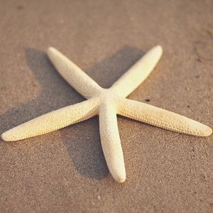 Meet your Posher, Bridget